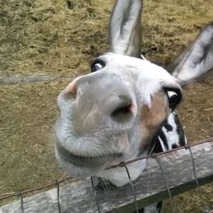 Meet your Posher, Marjorie